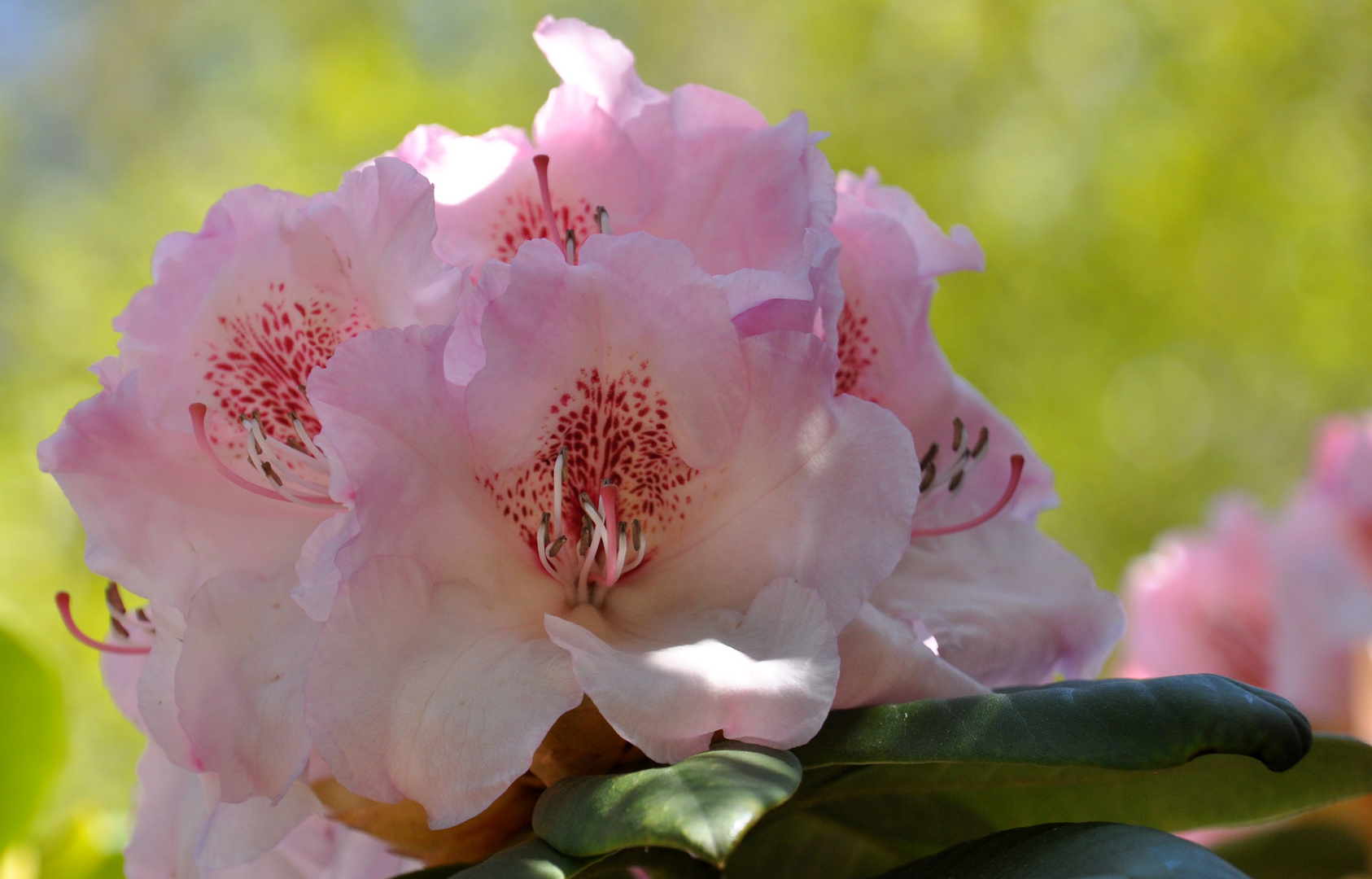 Rhododendron