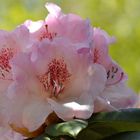 Rhododendron