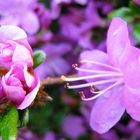 Rhododendron