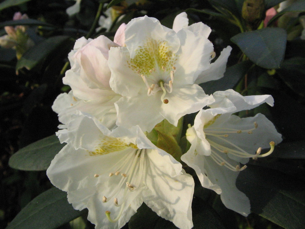 Rhododendron