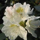 Rhododendron