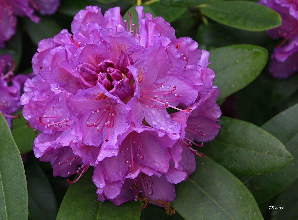 Rhododendron