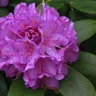 Rhododendron