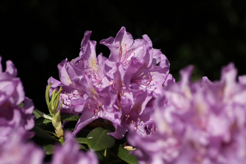 Rhododendron