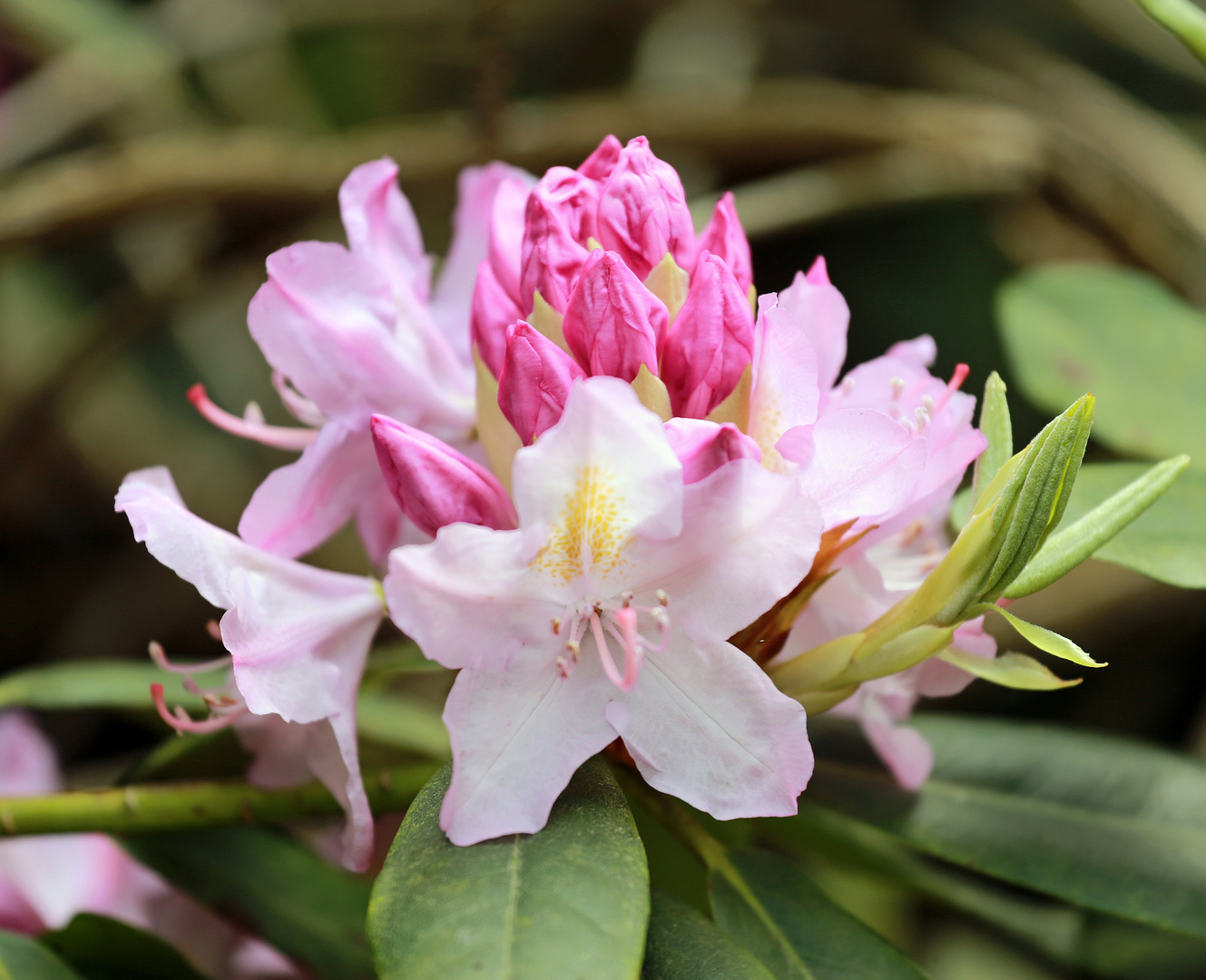 Rhododendron -8-