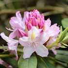 Rhododendron -8-