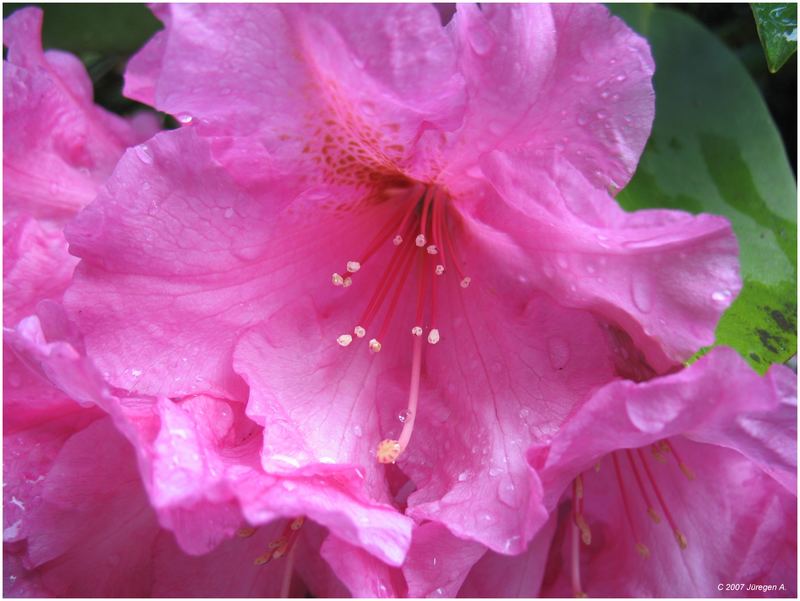 Rhododendron #8