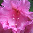 Rhododendron #8
