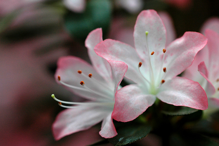 Rhododendron