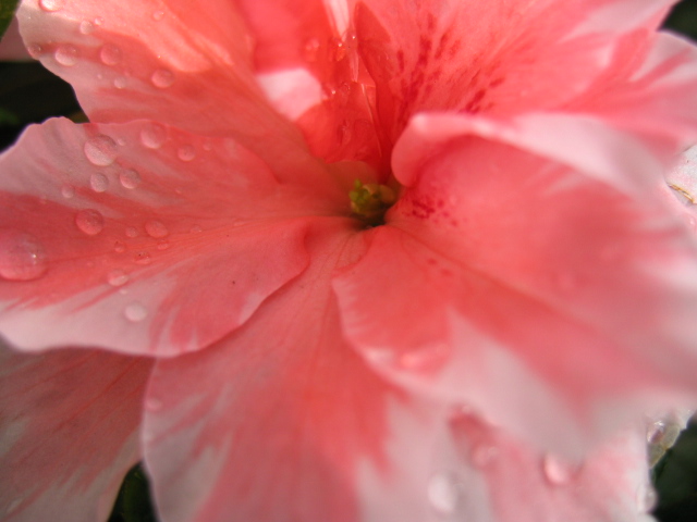 rhododendron