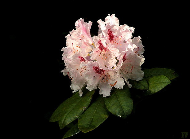 Rhododendron