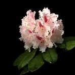 Rhododendron