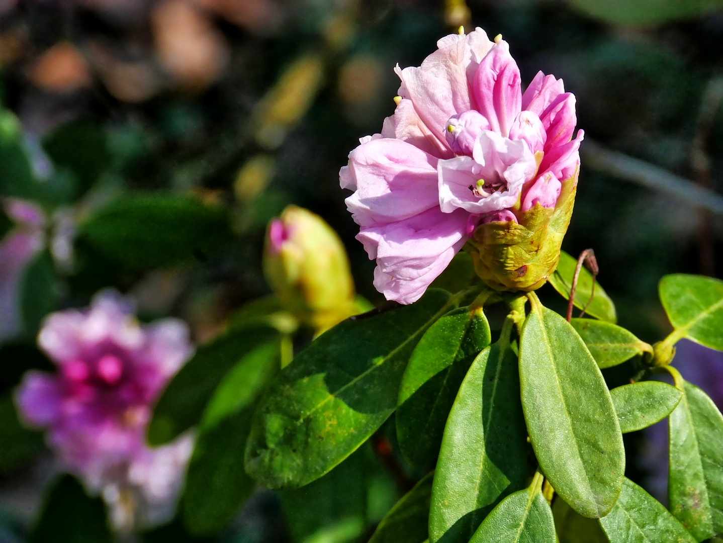 Rhododendron