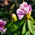 Rhododendron