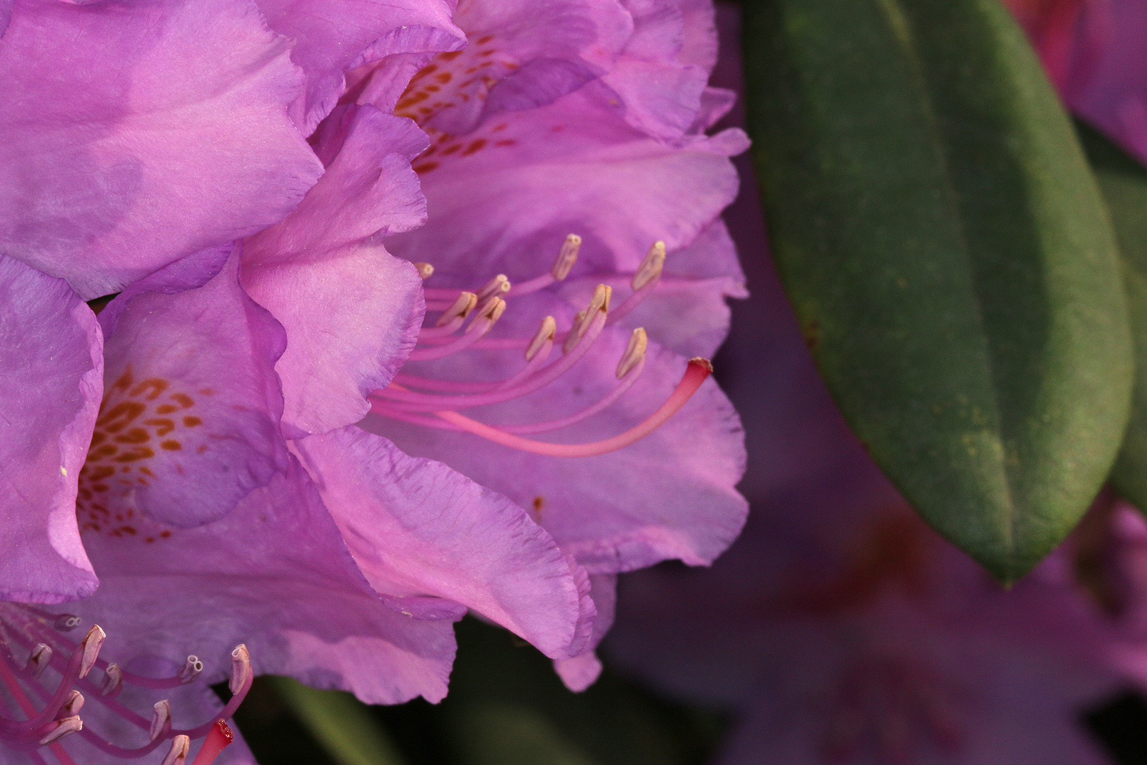 Rhododendron