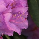 Rhododendron