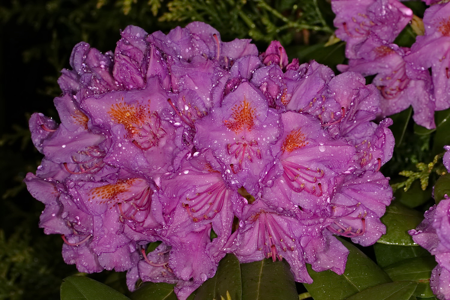 Rhododendron