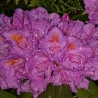 Rhododendron