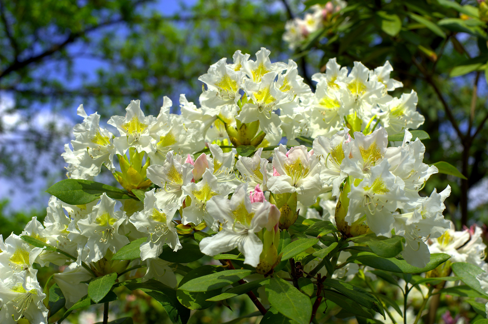 Rhododendron