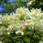 Rhododendron