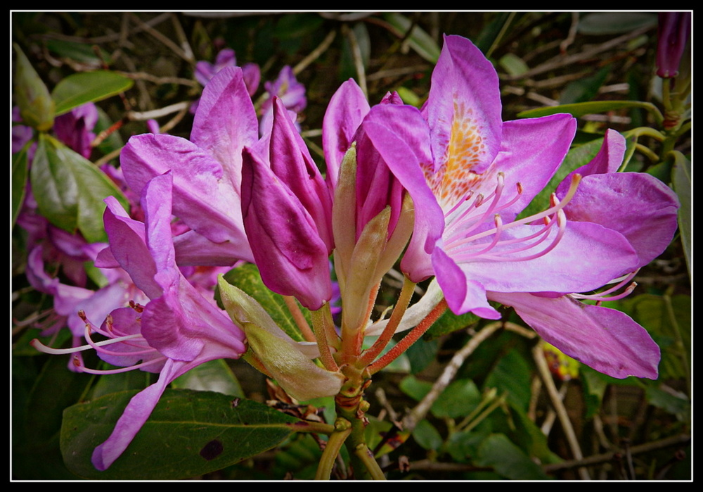 rhododendron