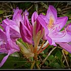 rhododendron