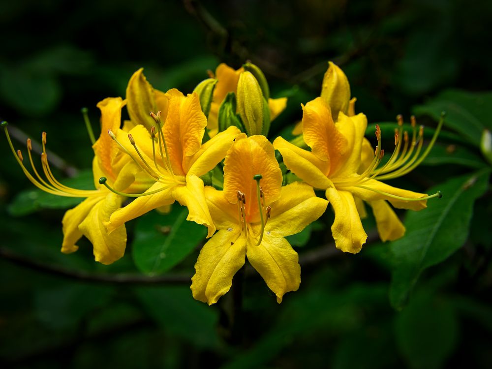 Rhododendron