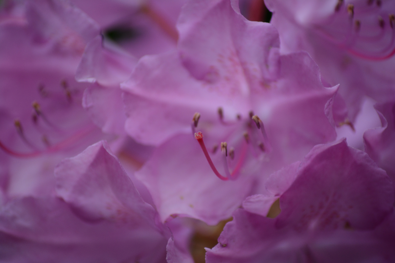 Rhododendron