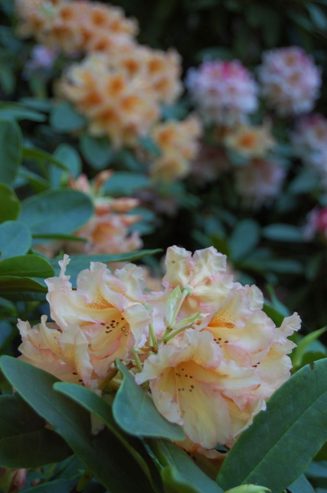 rhododendron