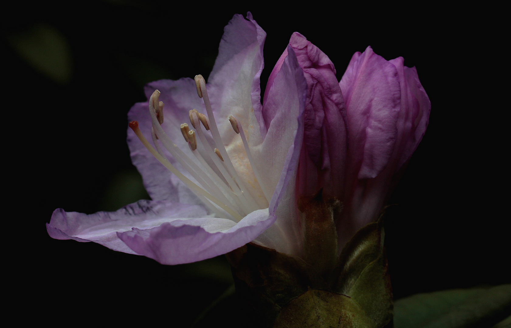 Rhododendron