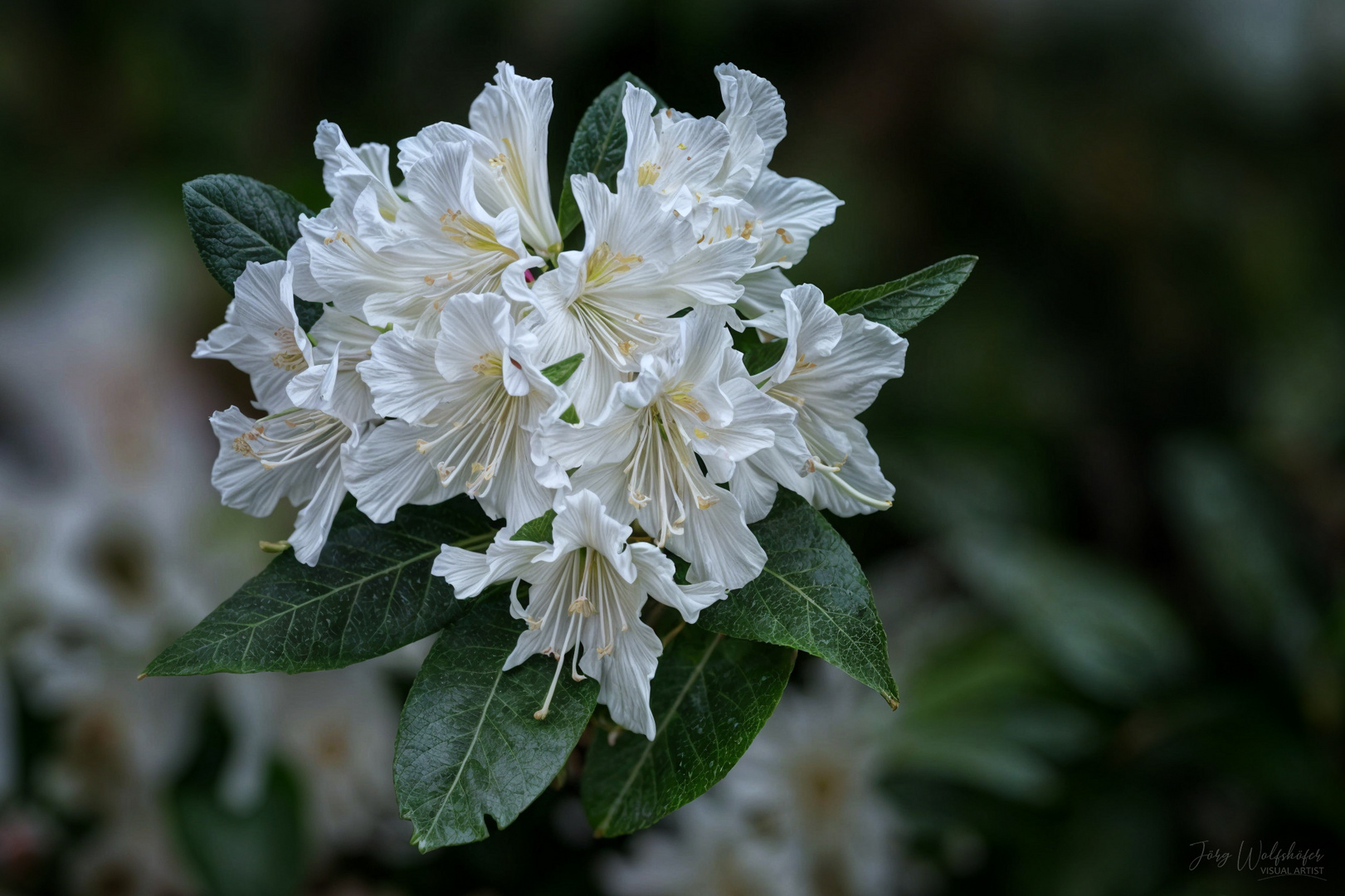 Rhododendron