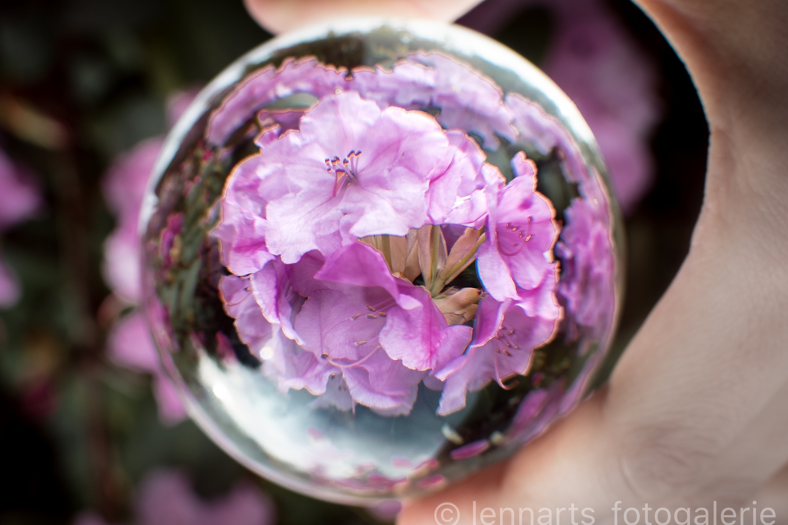 Rhododendron