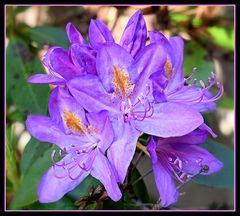 rhododendron