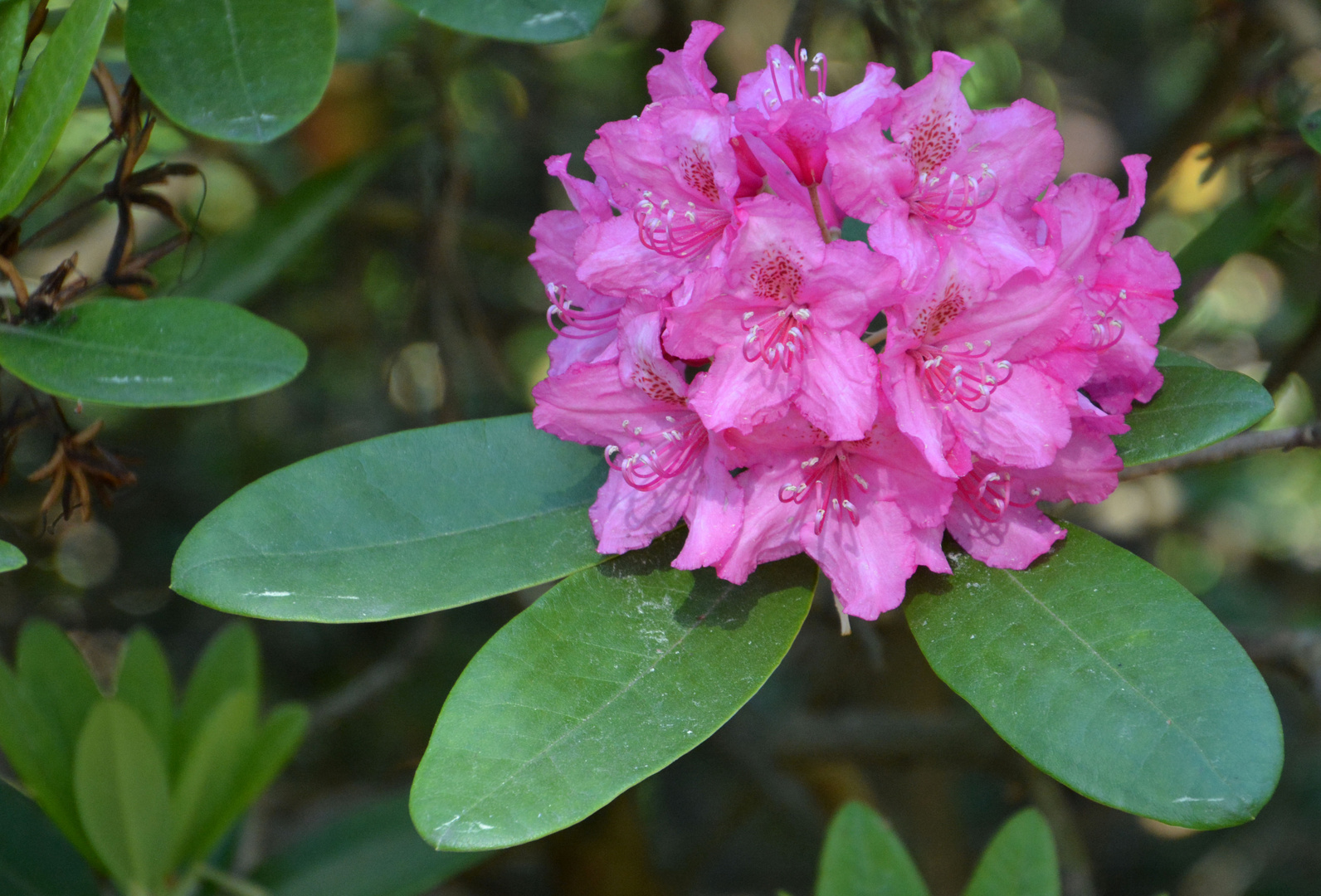 Rhododendron