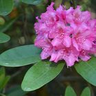 Rhododendron