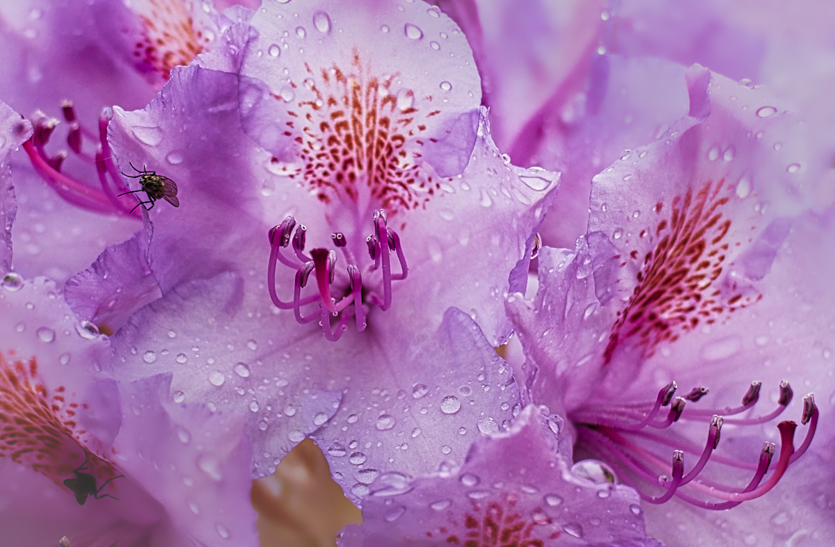 Rhododendron