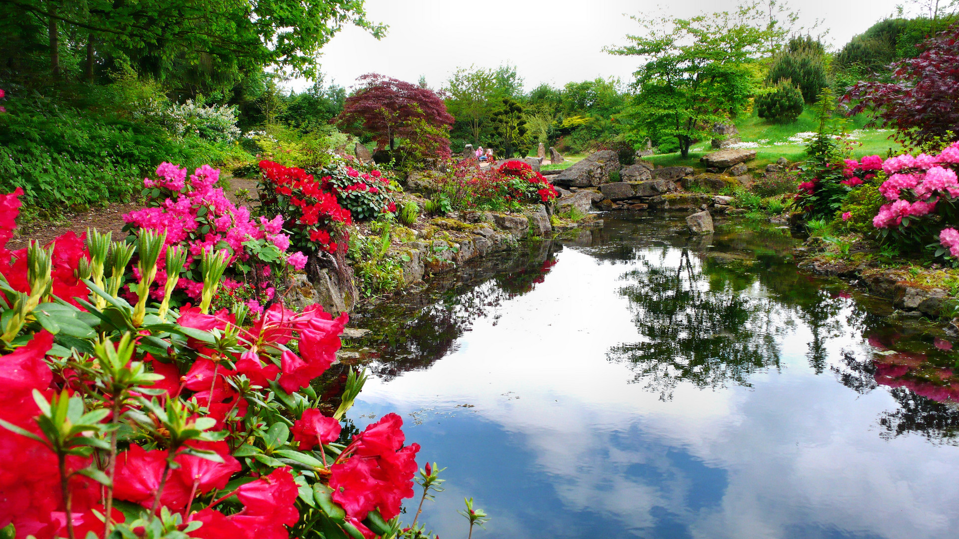 Rhododendron