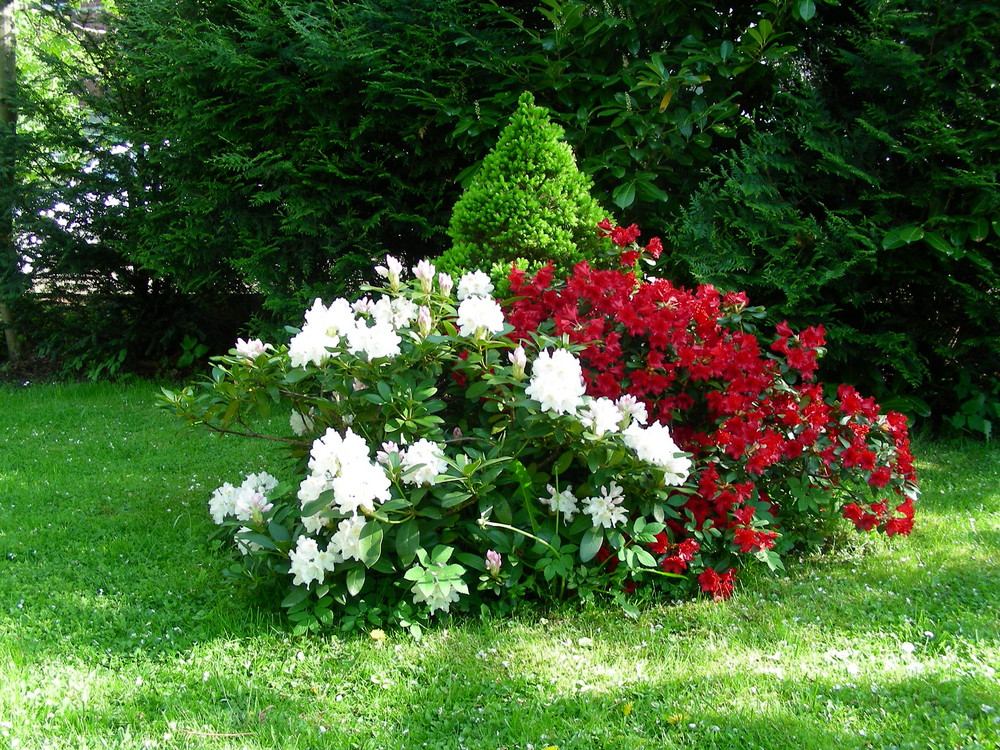 Rhododendron