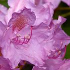 Rhododendron