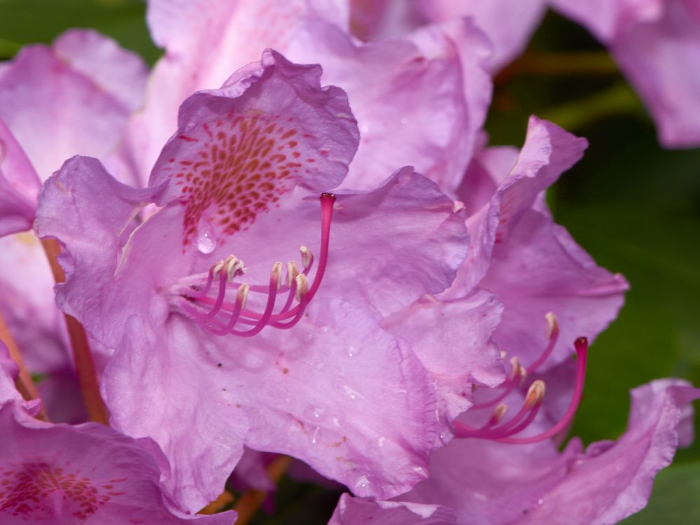 Rhododendron