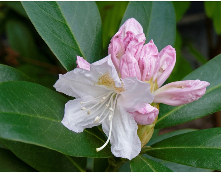 Rhododendron