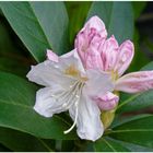 Rhododendron