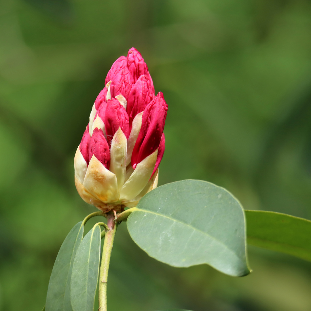 Rhododendron