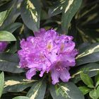 Rhododendron