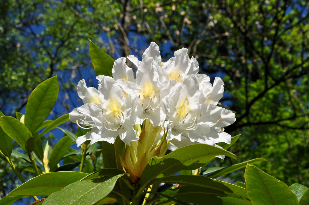 Rhododendron.........