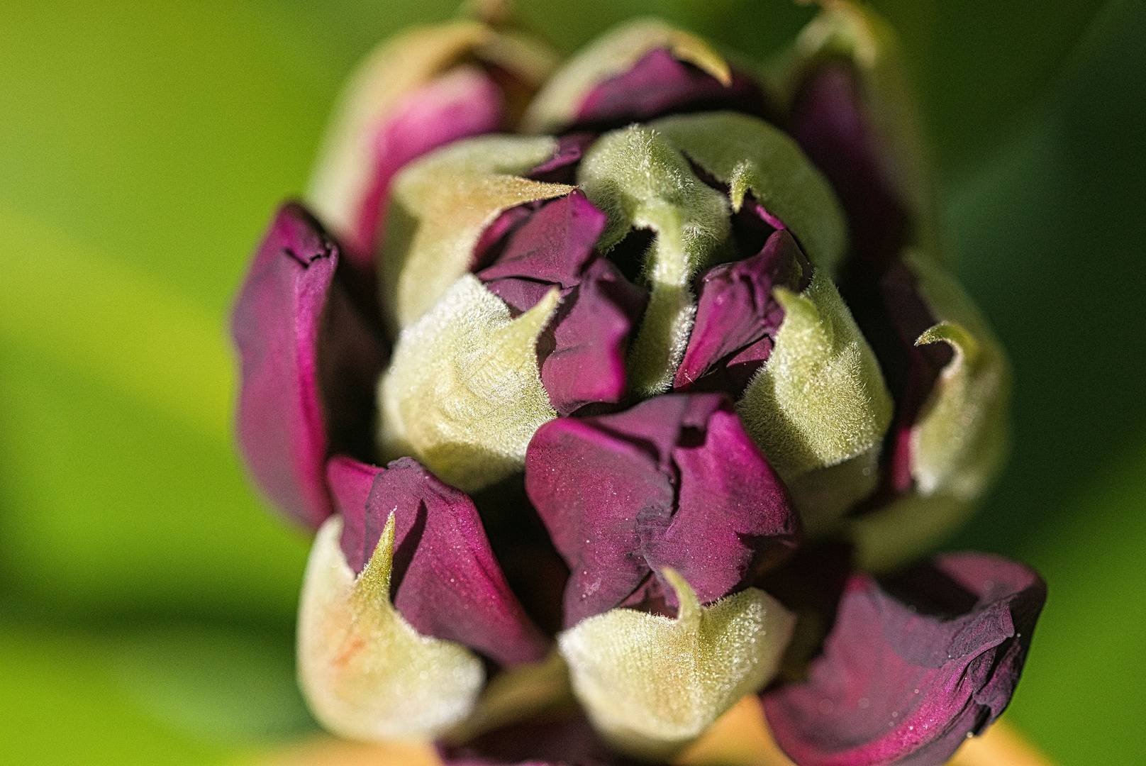 Rhododendron