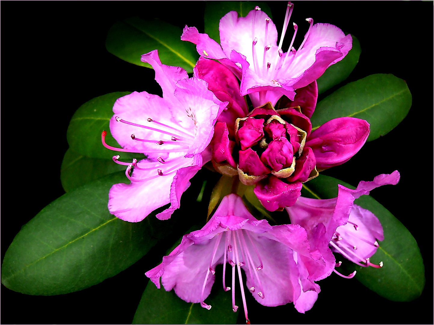 Rhododendron 