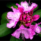 Rhododendron 