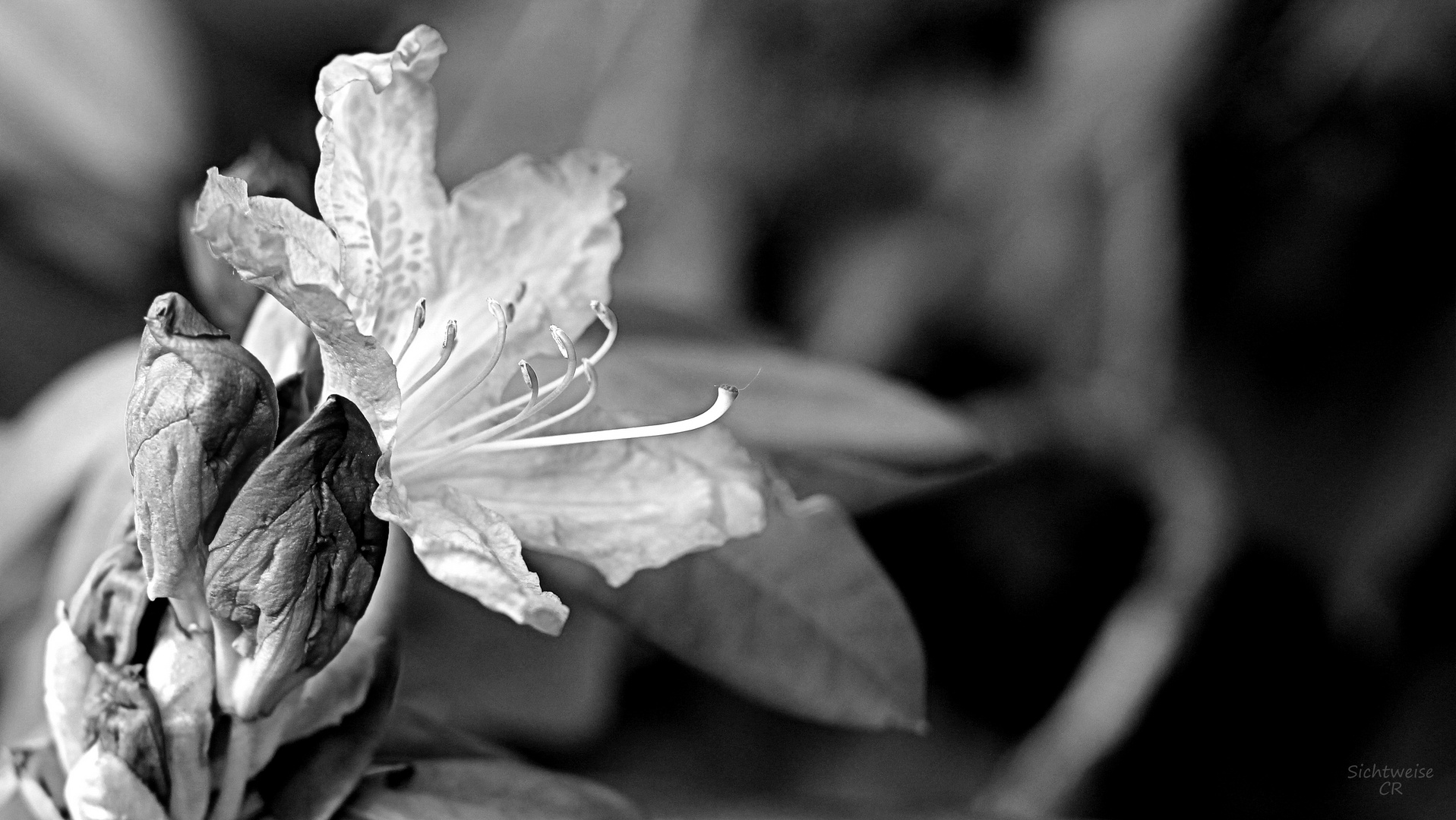 Rhododendron 