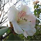 Rhododendron 